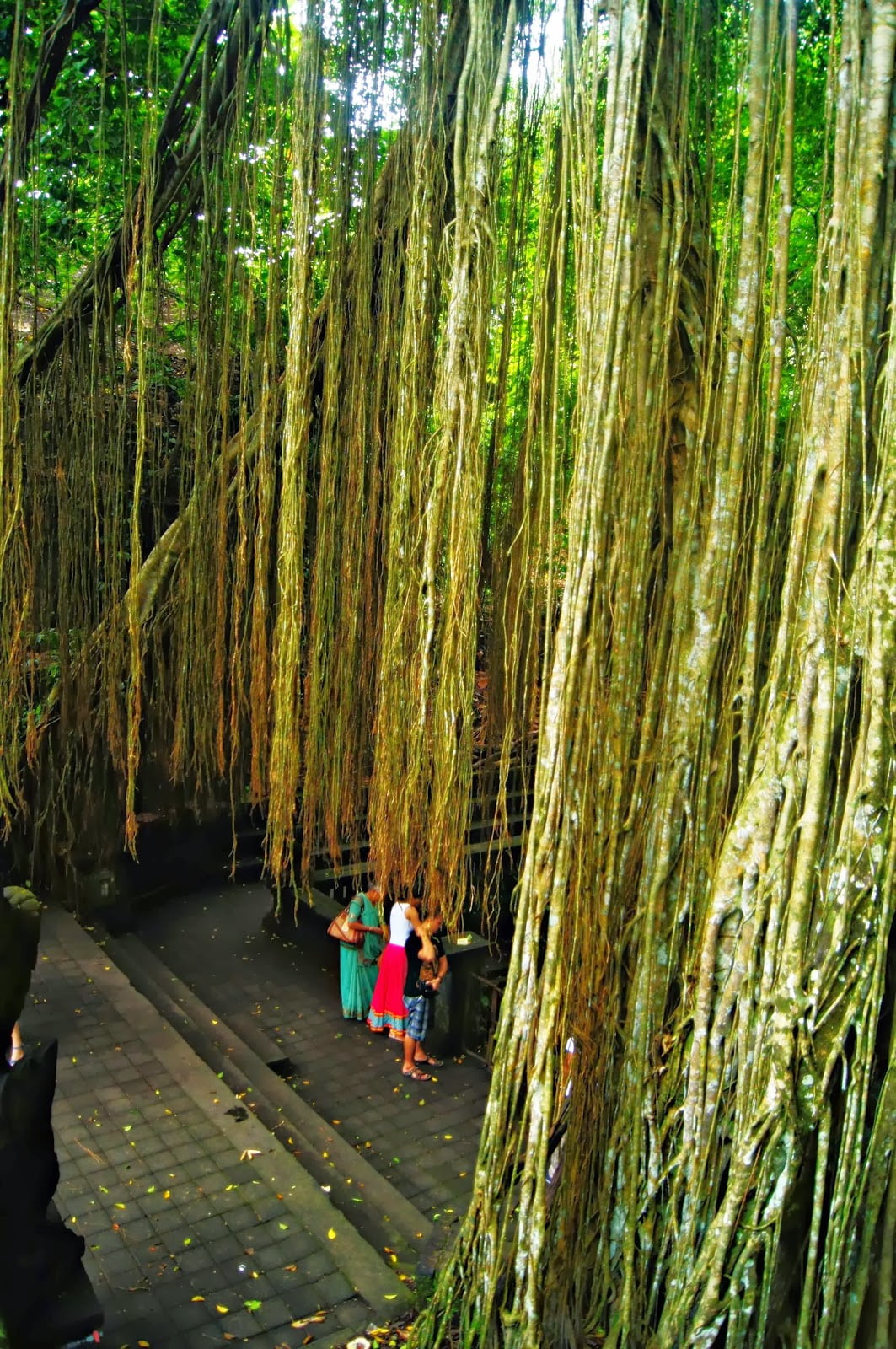 Raíces colgantes en el Sacred Monkey Forest