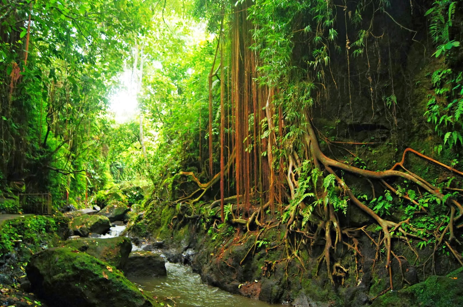 Vegetación frondosa del Monkey Forest