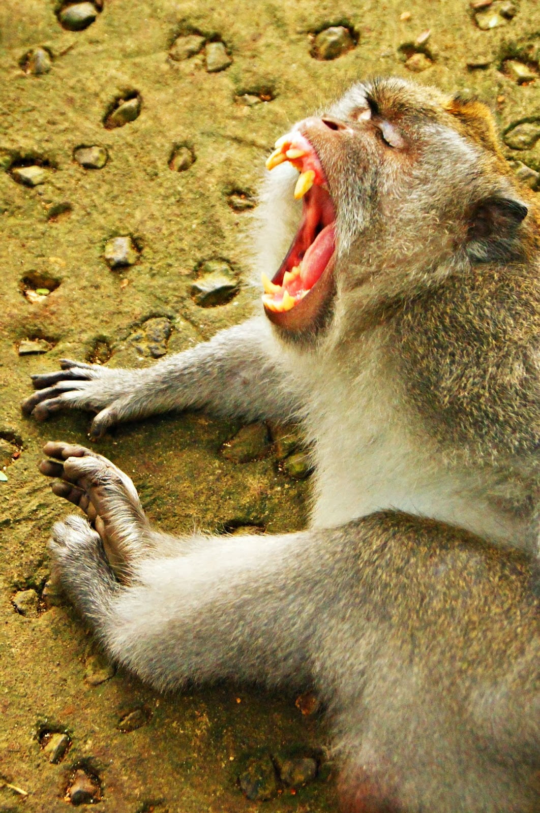 Mono bostezando en el Sacred Monkey Forest