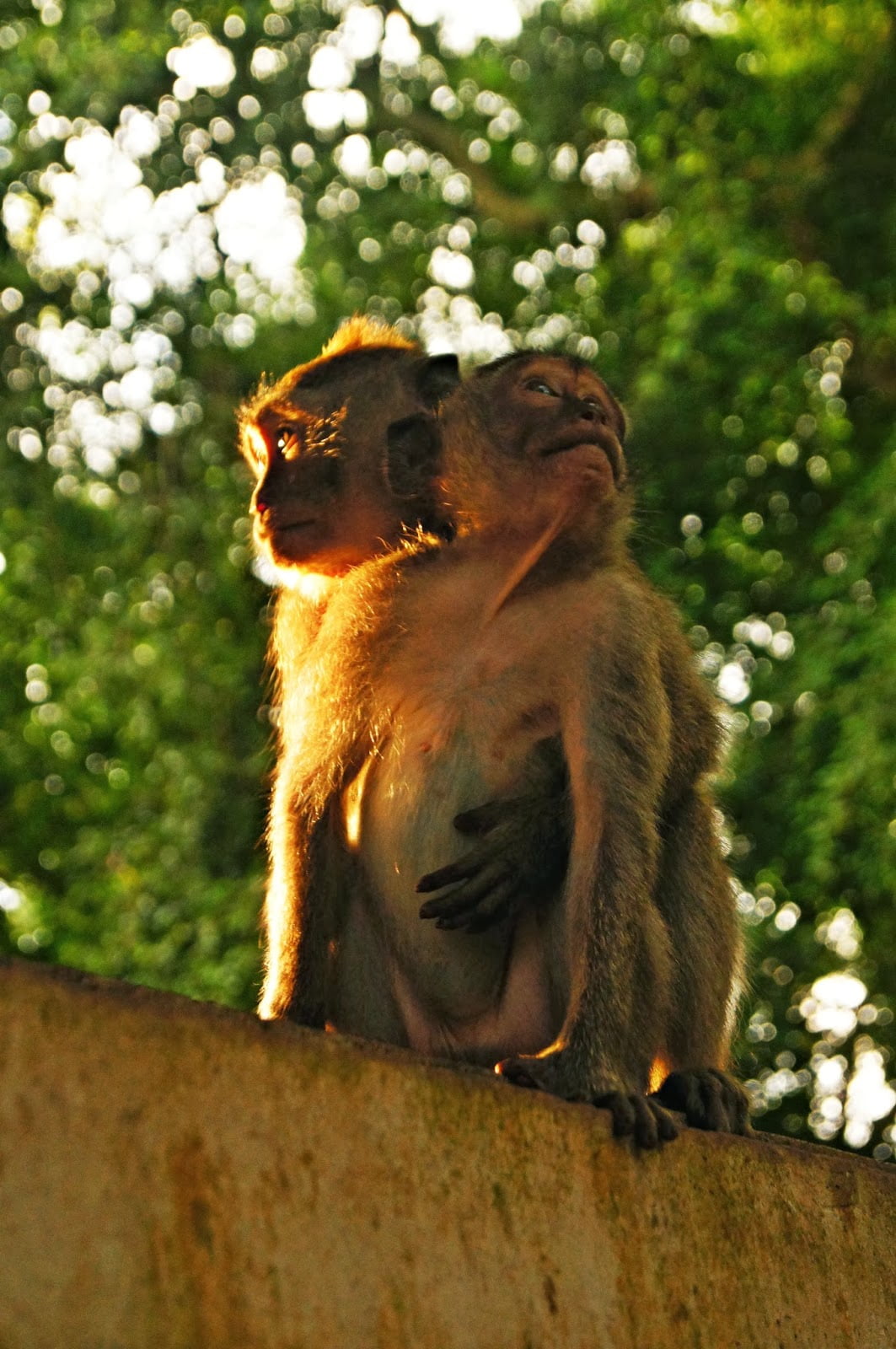 Pareja de monos en el Sacred Monkey Forest