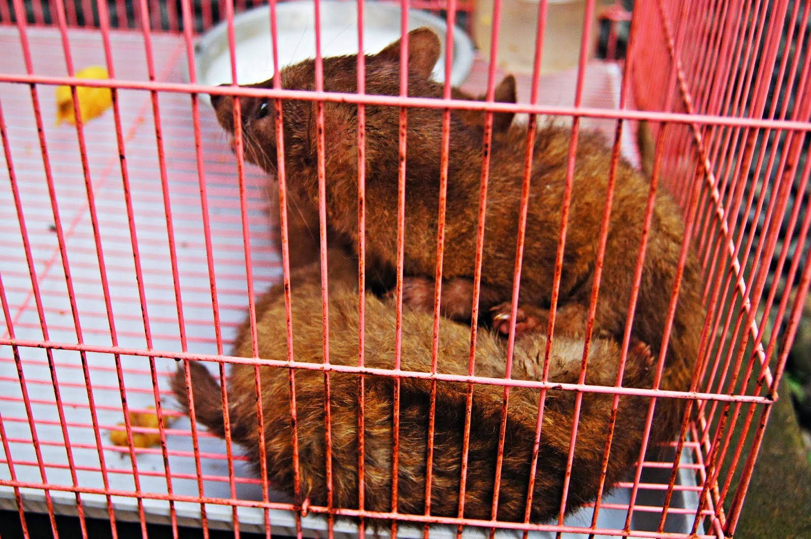 El pobre animal luwak