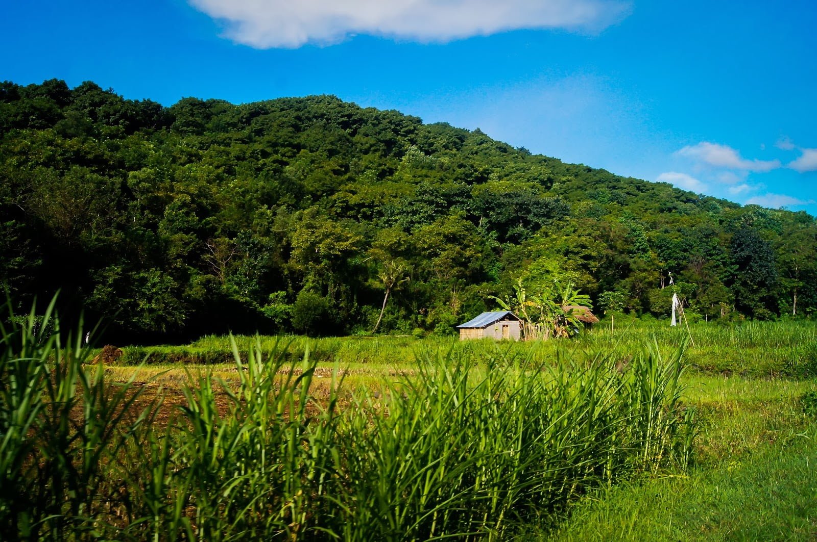 Paisaje de la ruta por el norte de Bali en moto