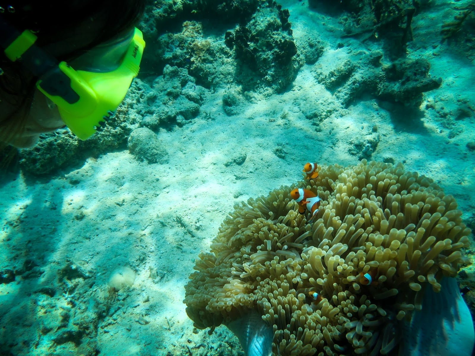nemo en bidadari island