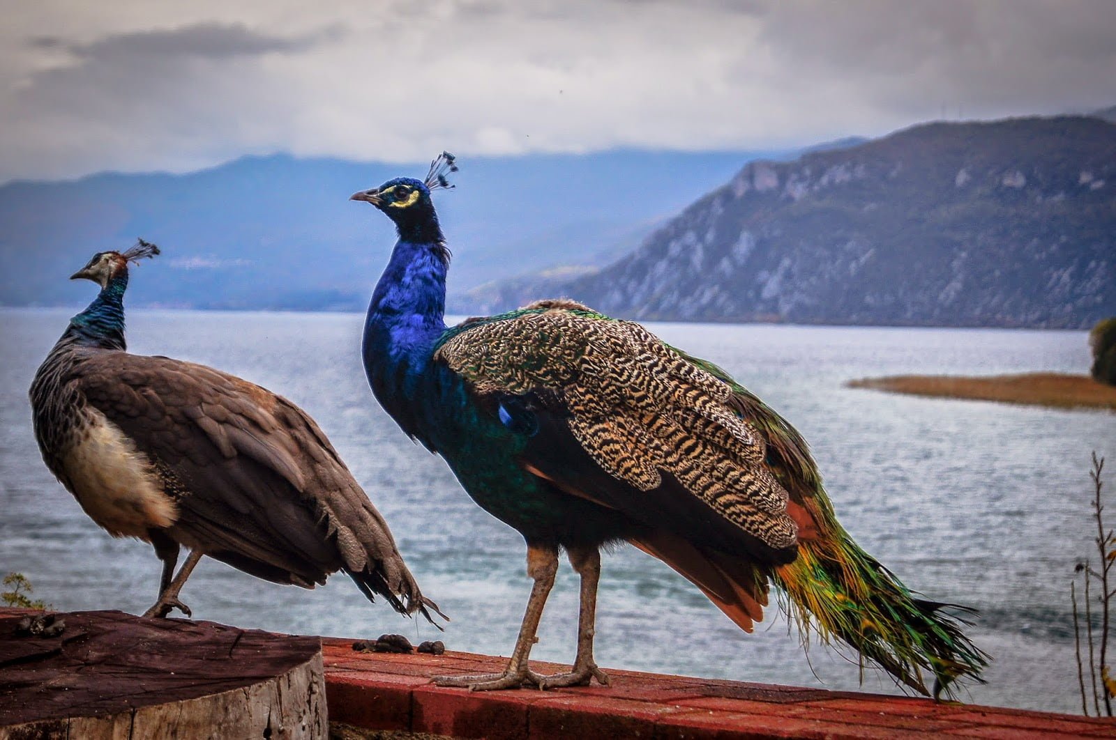 pavos reales de Sveti Naum