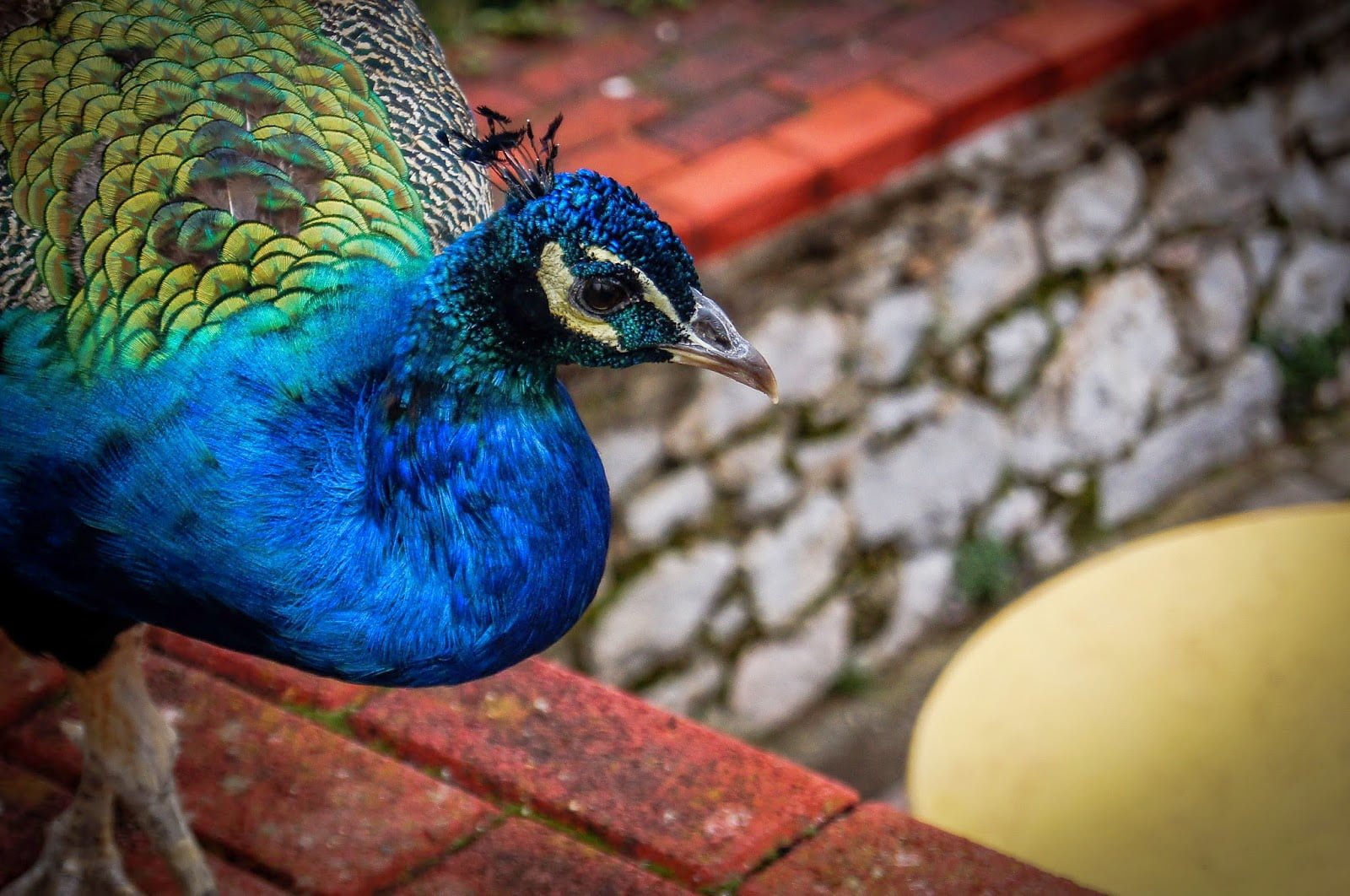 pavos reales de Sveti Naum