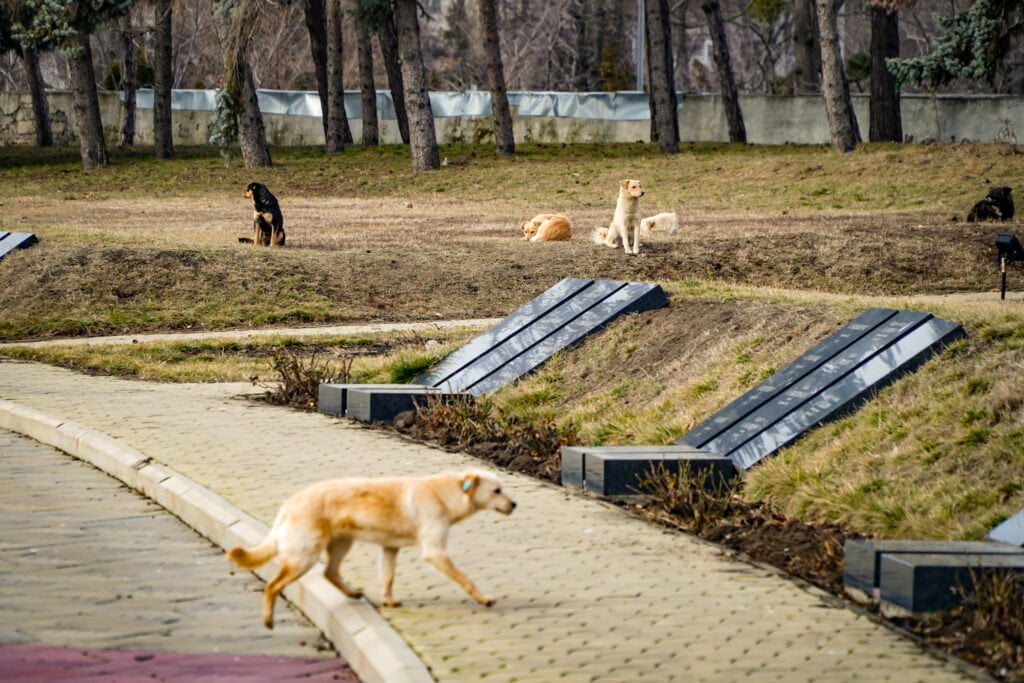 Perros callejeros en Chisináu